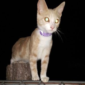 Meet your Posher, Rickie